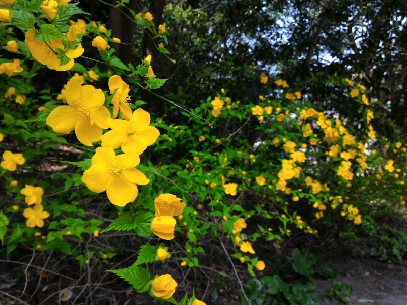 f:id:metabomax:20180401115046j:image
