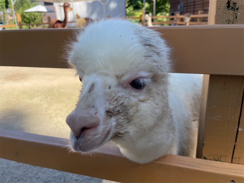 f:id:metakin45:20221002190022j:image