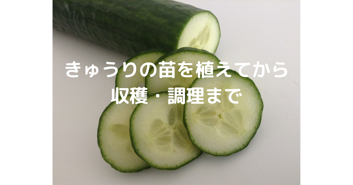 きゅうりの苗植えから収穫 調理まで 保育園で給食を作っています