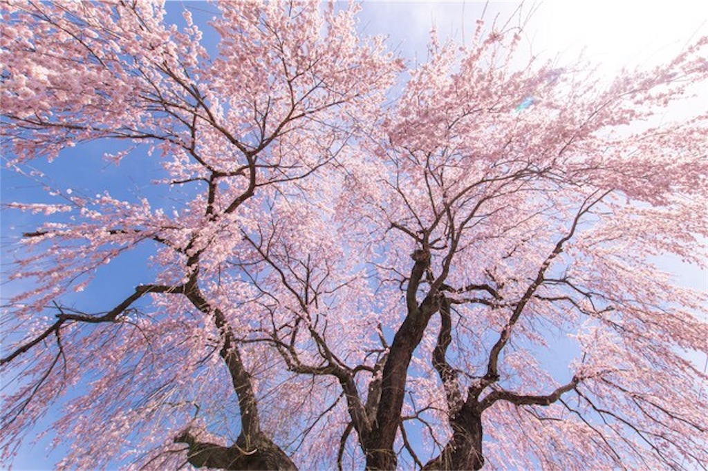 f:id:method-of-pharmacist:20190326192617j:image f:id:method-of-pharmacist:20190326192617j:image