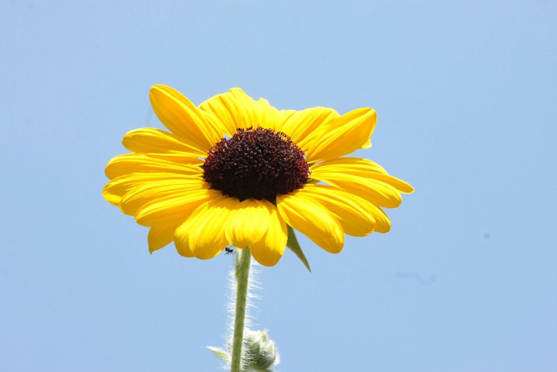 f:id:metonoat:20200823195255j:plain