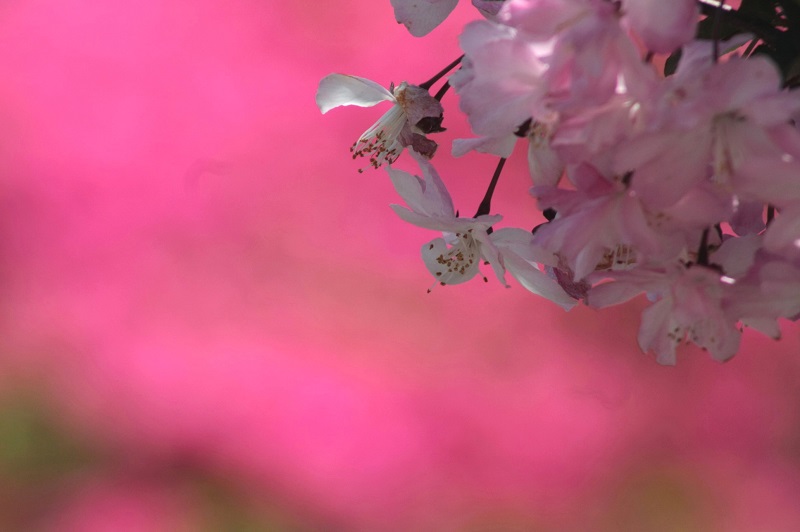f:id:metonoat:20200823195342j:plain