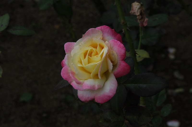 f:id:metonoat:20200823195733j:plain