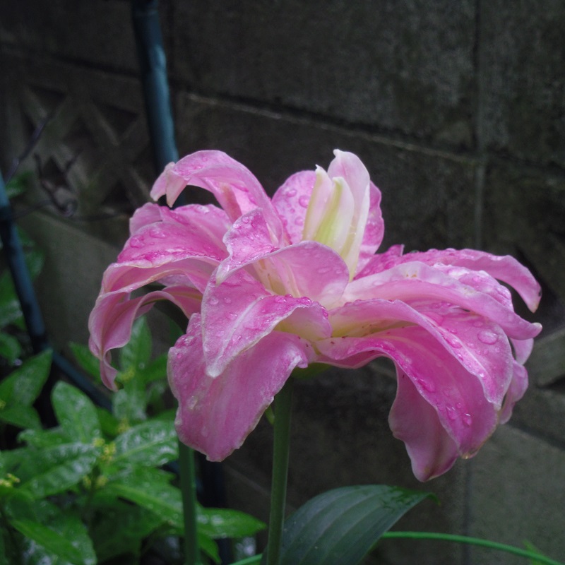 f:id:metonoat:20200823195924j:plain