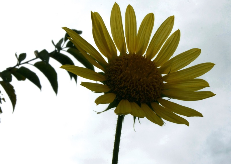 f:id:metonoat:20200919154609j:plain