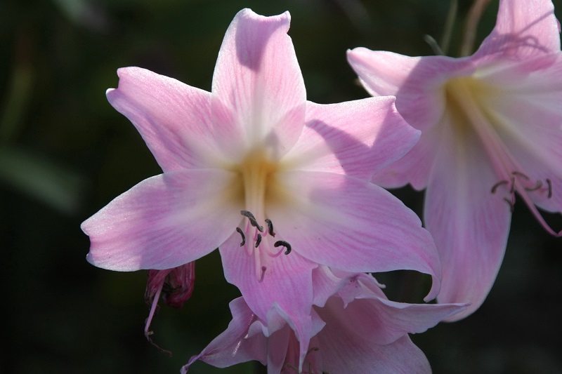 f:id:metonoat:20200919154737j:plain
