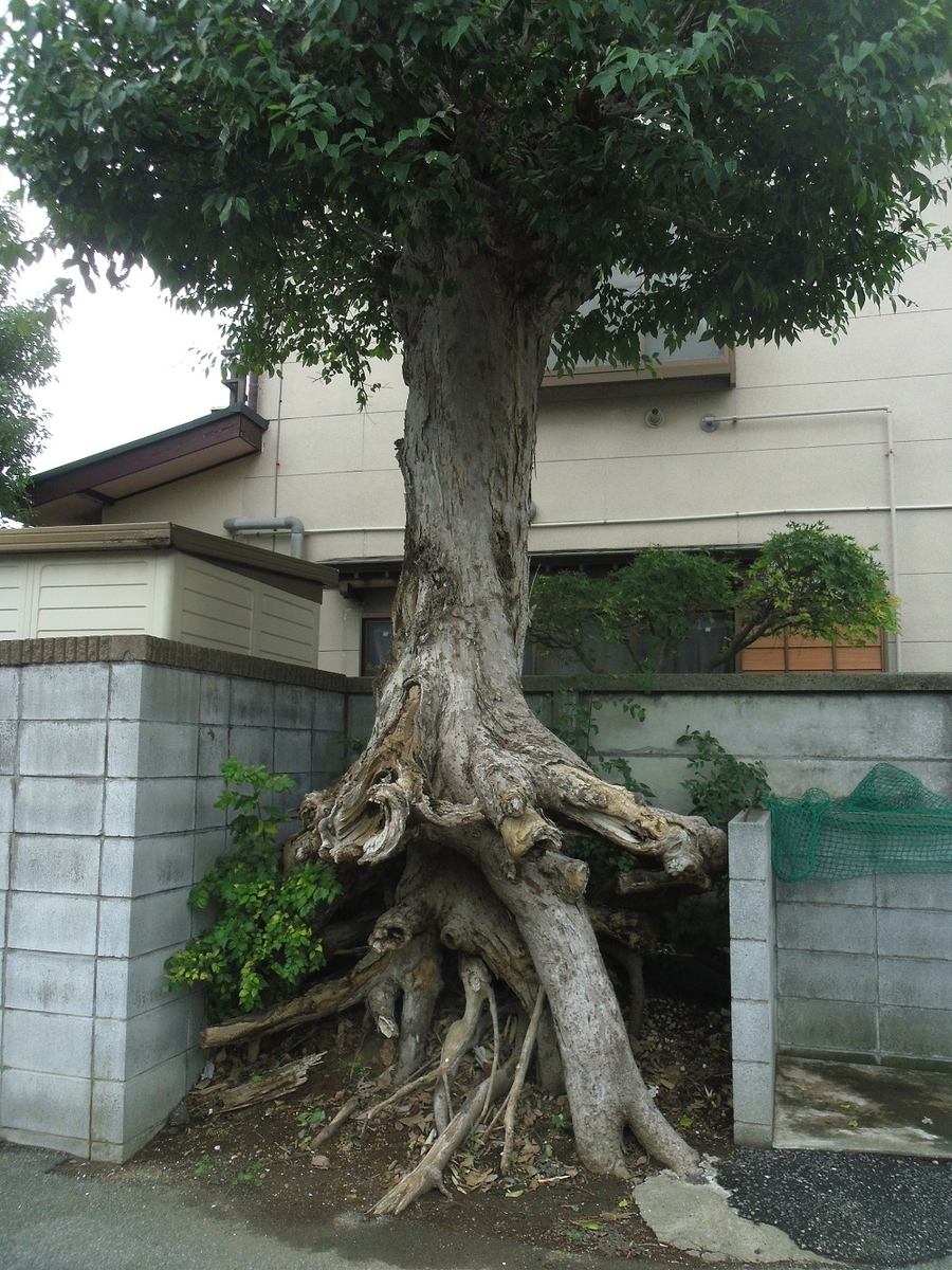 f:id:metonoat:20200919222538j:plain