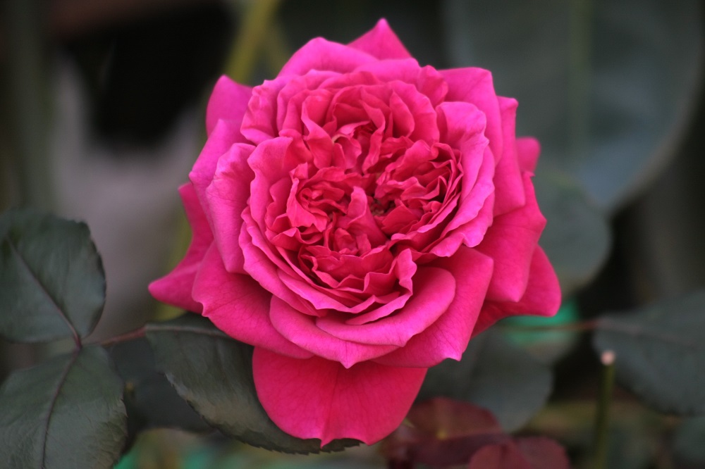 f:id:metonoat:20200930161719j:plain