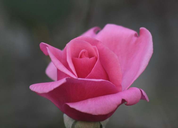 f:id:metonoat:20200930161725j:plain