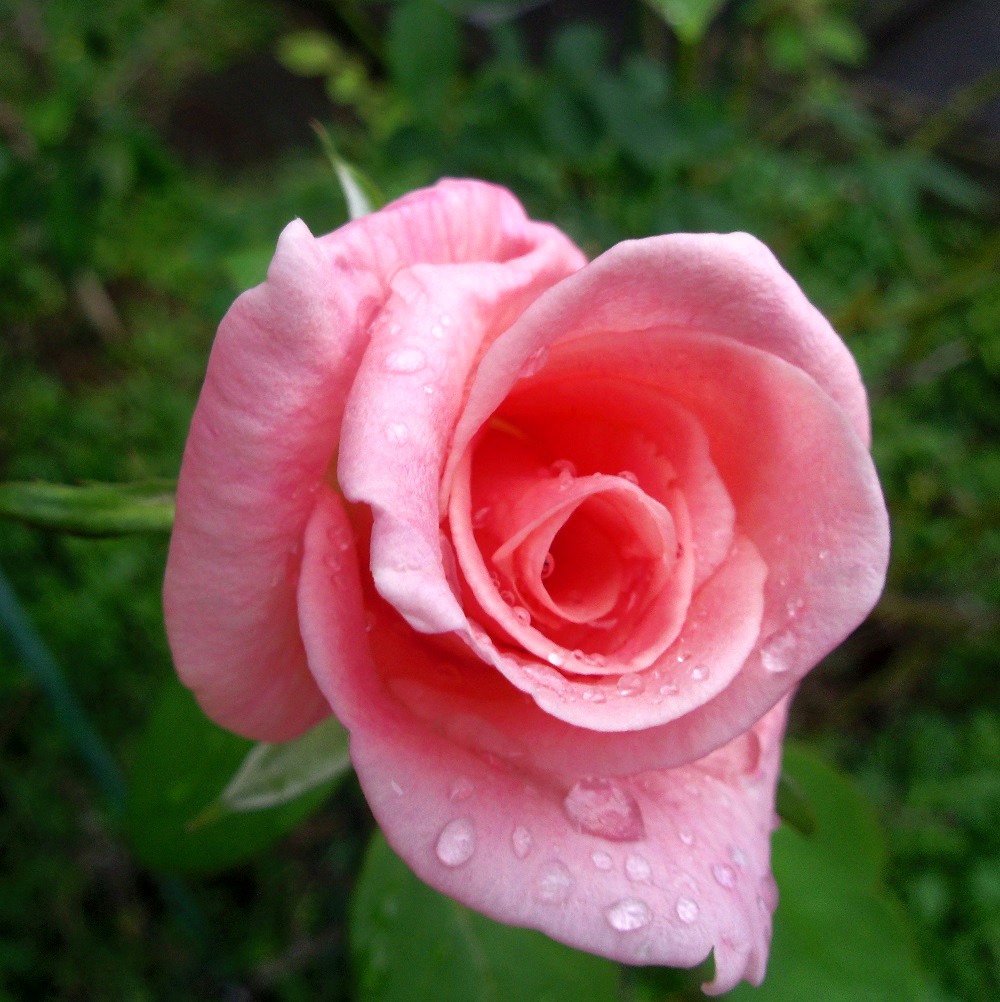 f:id:metonoat:20201001195347j:plain