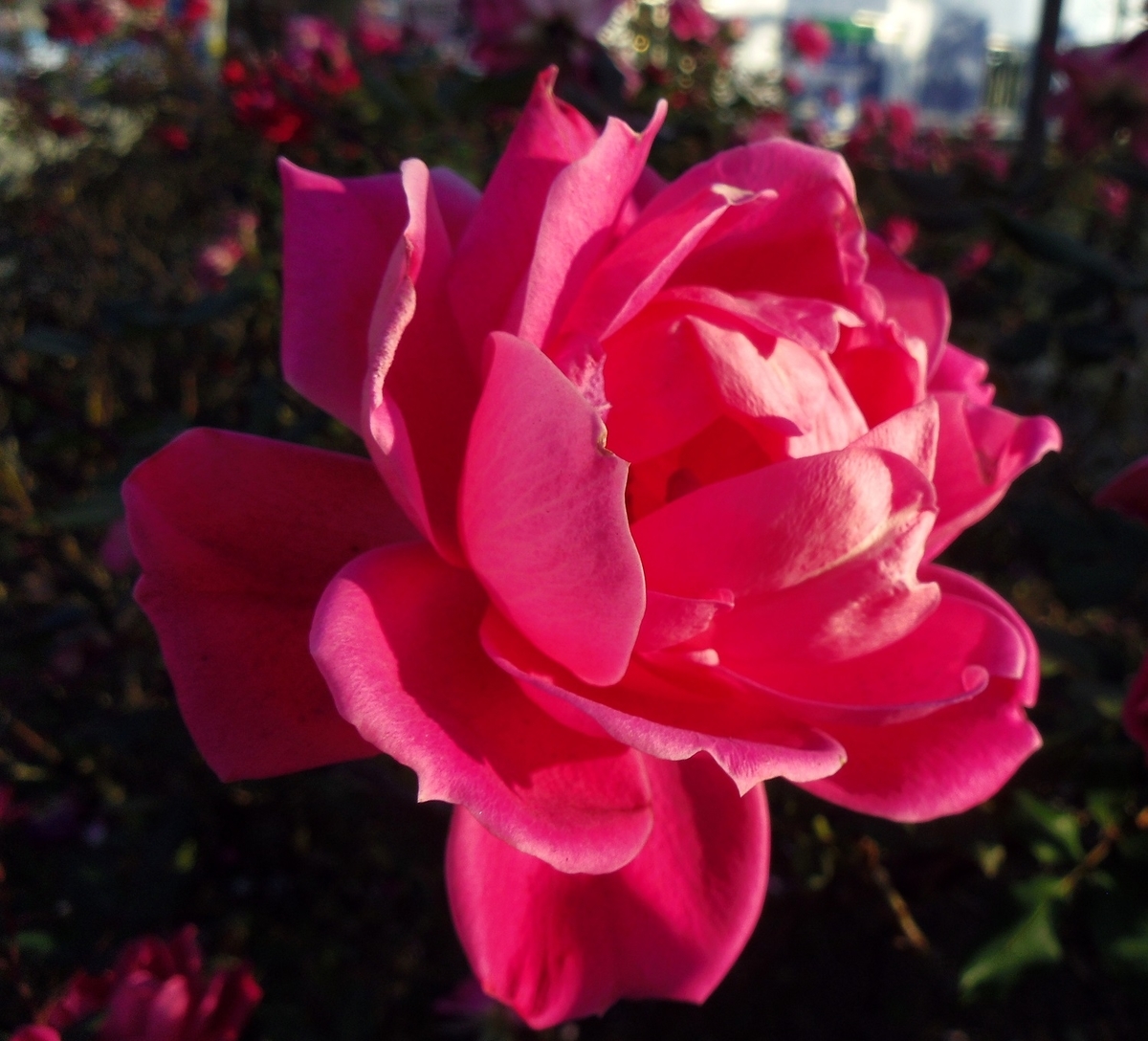 f:id:metonoat:20210210231300j:plain