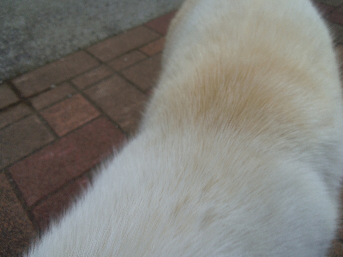 f:id:metonoat:20210220154907j:plain