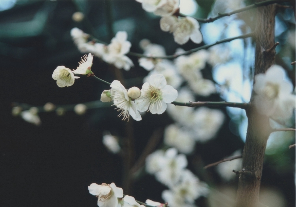 f:id:metonoat:20210303181928j:plain