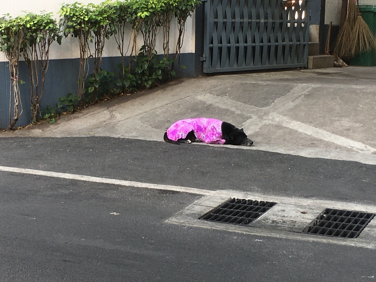 バンコクの野良犬