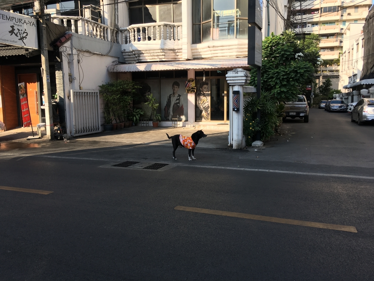 バンコクの野良犬