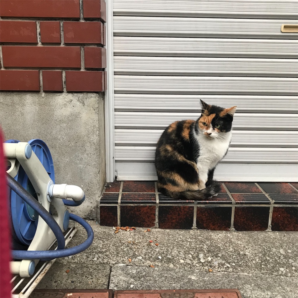 f:id:metrocross:20191104143649j:image