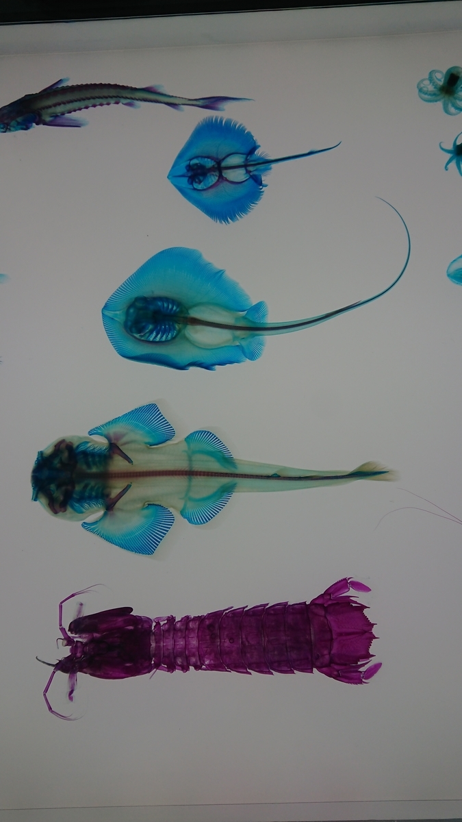 f:id:meumeumeu:20210307200011j:plain