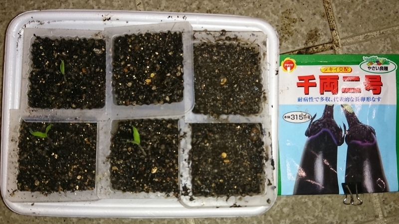ナスの種蒔 18 04 16 野菜栽培 にゃん太郎の備忘録