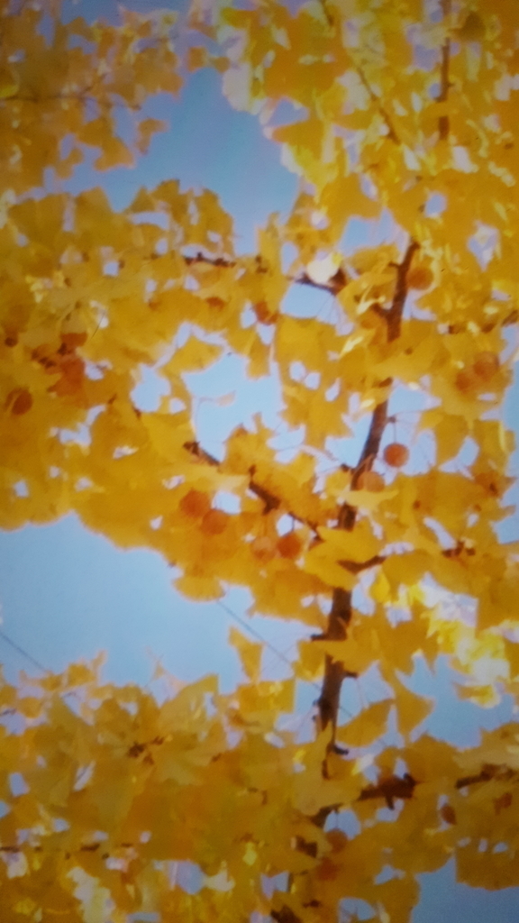 f:id:mewmuwcyomcyomcy9:20181114032053j:plain f:id:mewmuwcyomcyomcy9:20181114032053j:plain