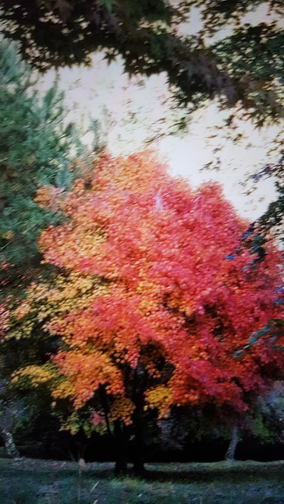 f:id:mewmuwcyomcyomcy9:20181114034418j:plain f:id:mewmuwcyomcyomcy9:20181114034418j:plain