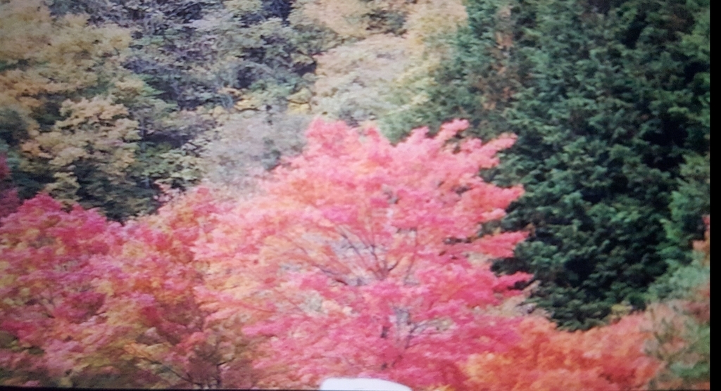 f:id:mewmuwcyomcyomcy9:20181114034650j:plain f:id:mewmuwcyomcyomcy9:20181114034650j:plain