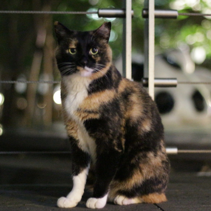 f:id:mewprofan:20160730111014j:plain