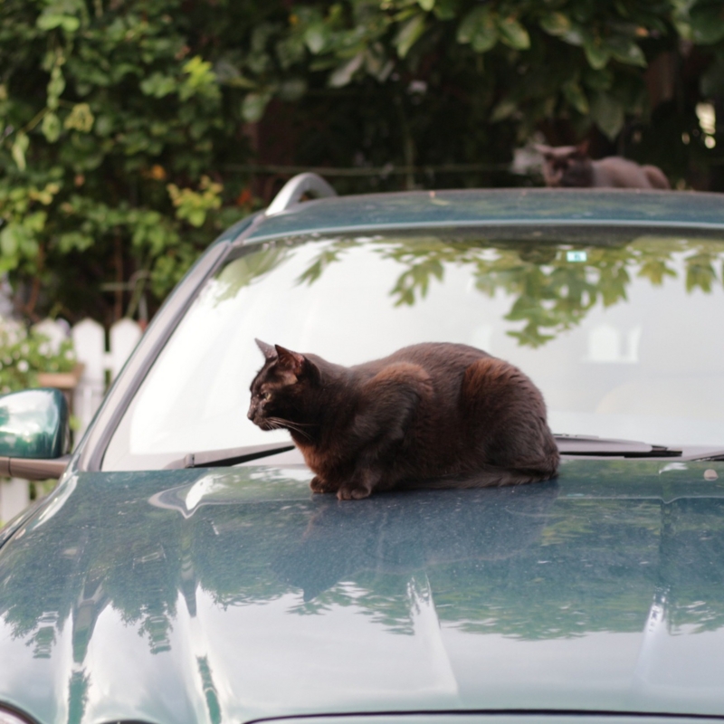 f:id:mewprofan:20161001080133j:plain