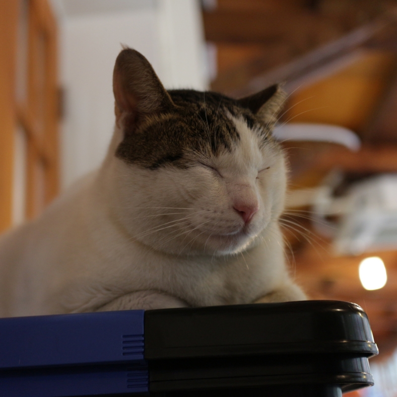 f:id:mewprofan:20161017115436j:plain