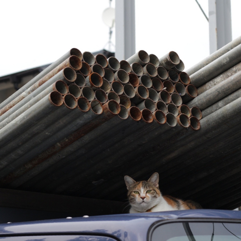 f:id:mewprofan:20161225124227j:plain