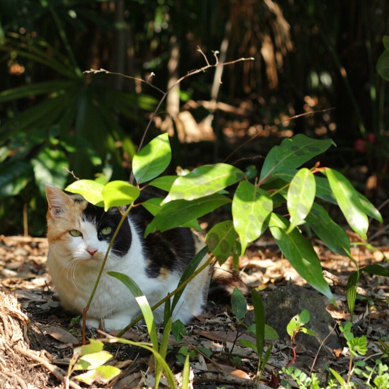 f:id:mewprofan:20170414075340j:plain