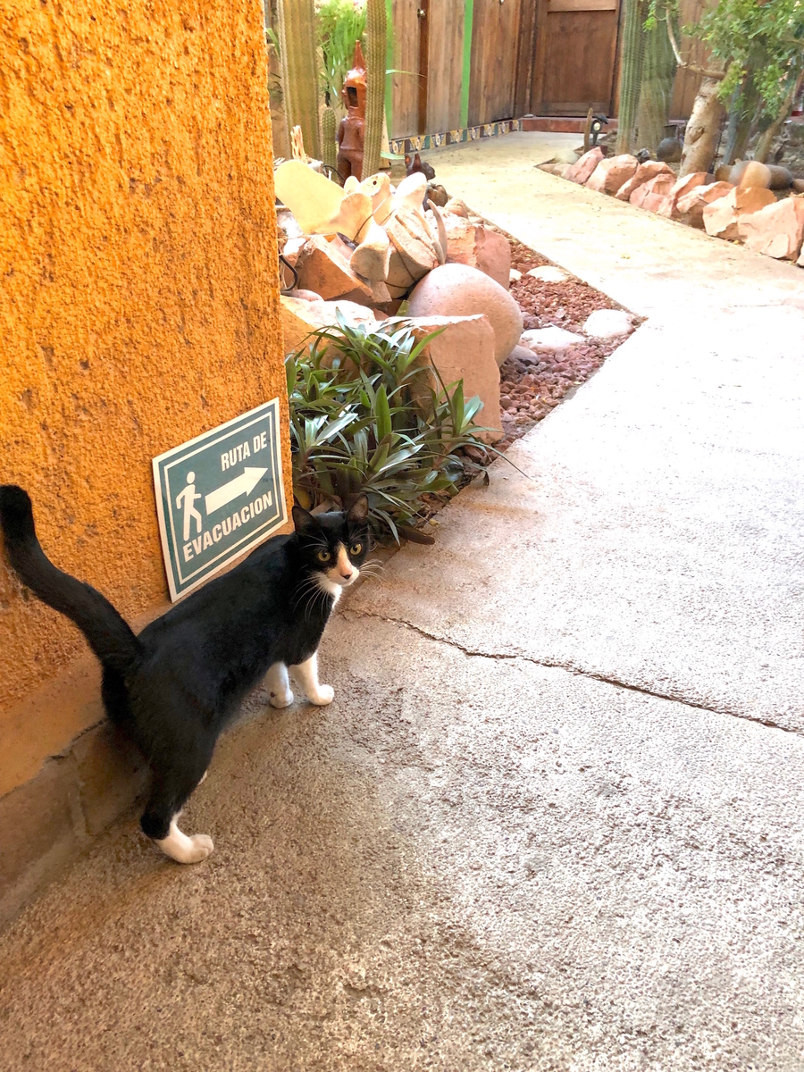 f:id:mexicoi:20190925141451j:plain f:id:mexicoi:20190925141451j:plain