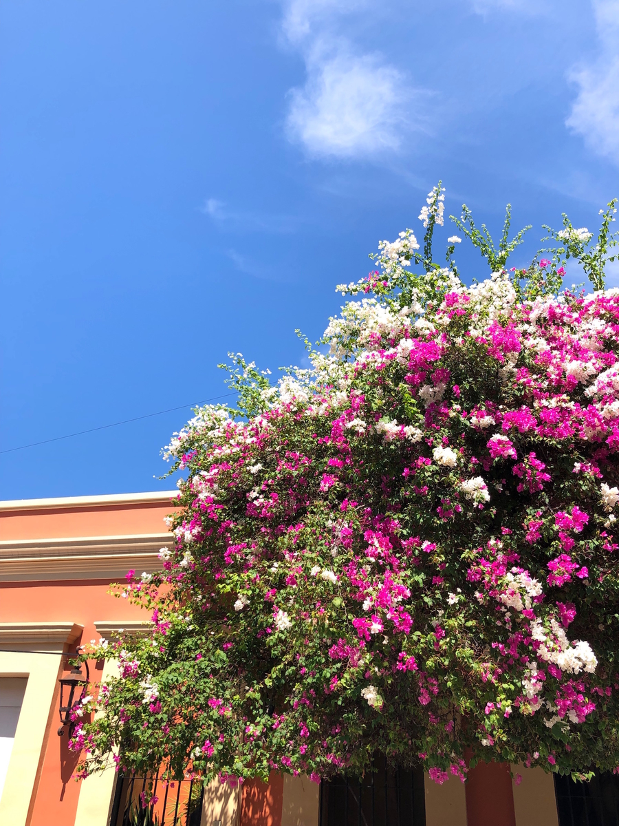 f:id:mexicoi:20190927130711j:plain