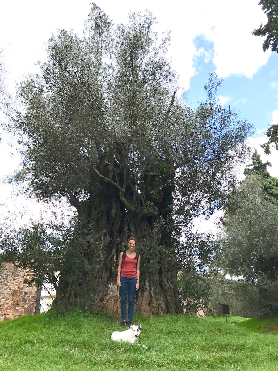 f:id:mexicoi:20191006113902j:plain f:id:mexicoi:20191006113902j:plain