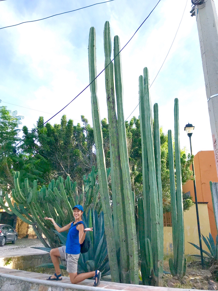 f:id:mexicoi:20191016123848j:plain f:id:mexicoi:20191016123848j:plain