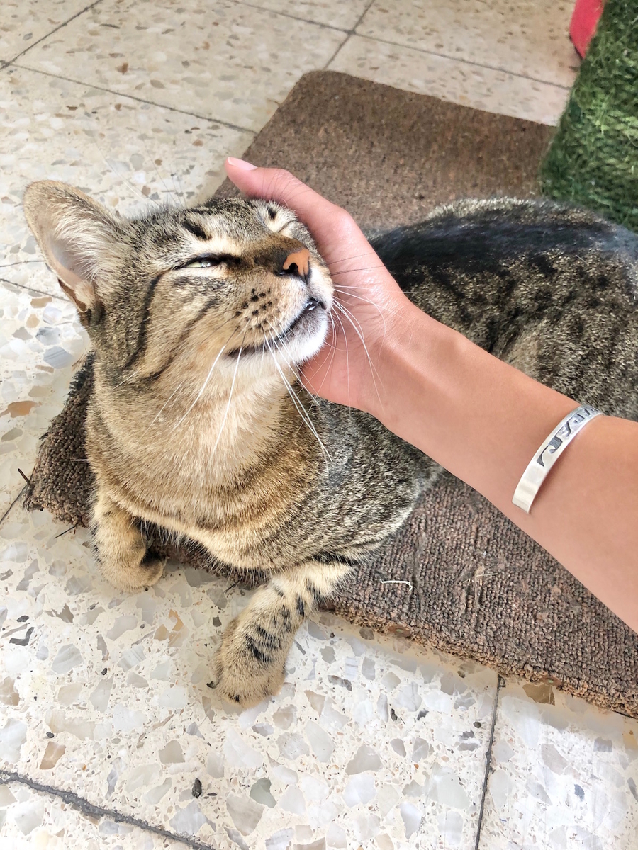 f:id:mexicoi:20191025125430j:plain