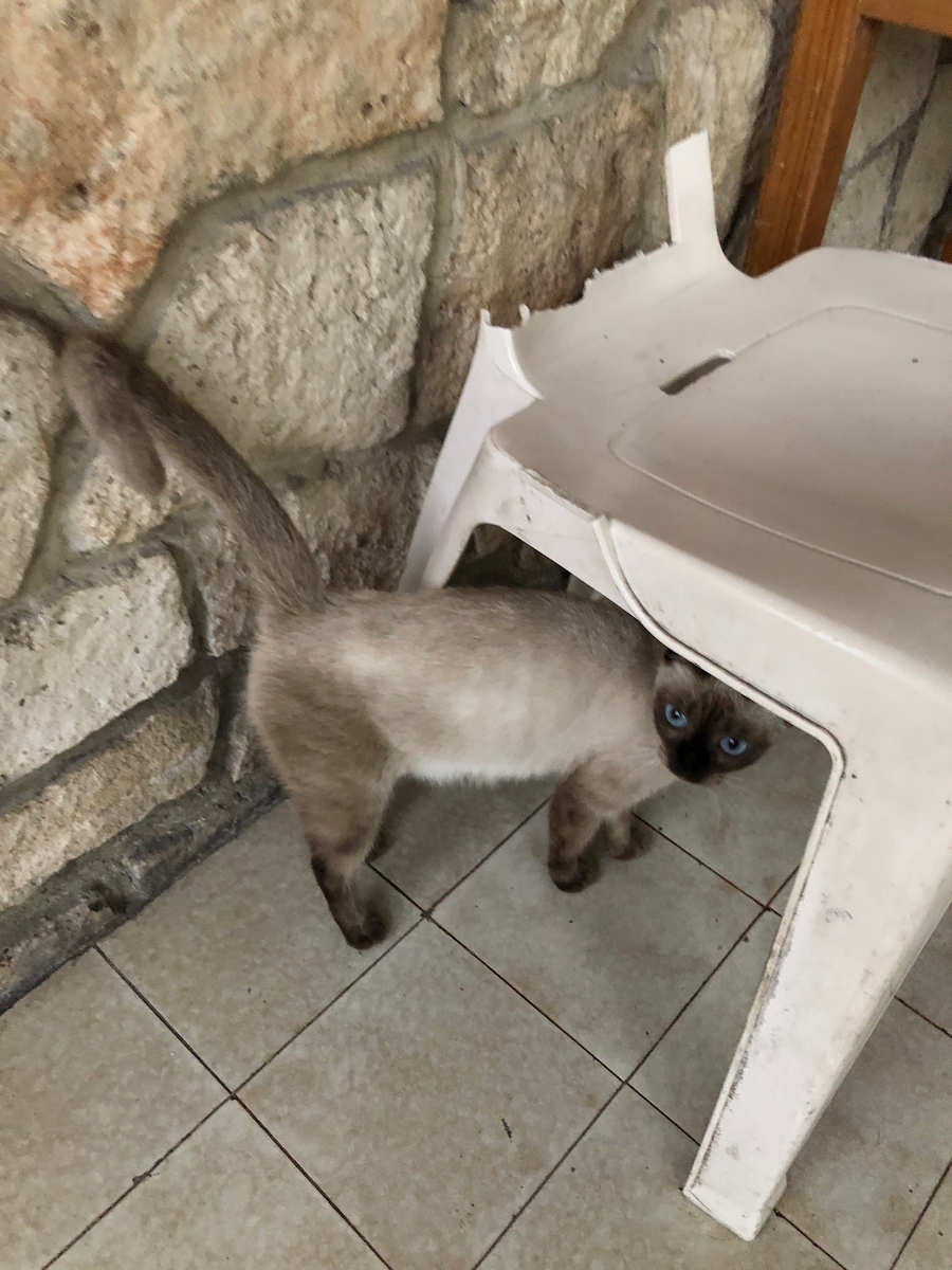 f:id:mexicoi:20191204130935j:plain