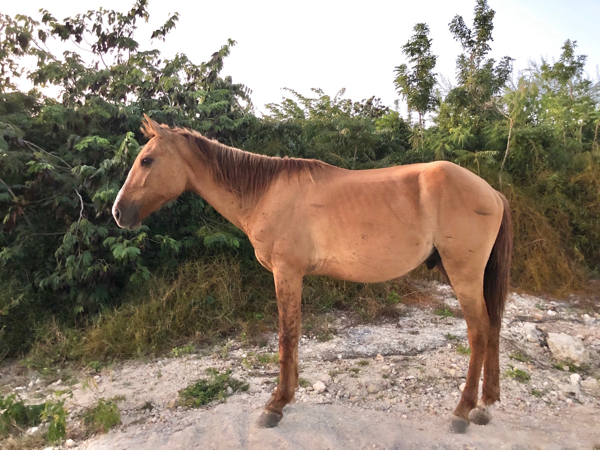 f:id:mexicoi:20191227121928j:plain