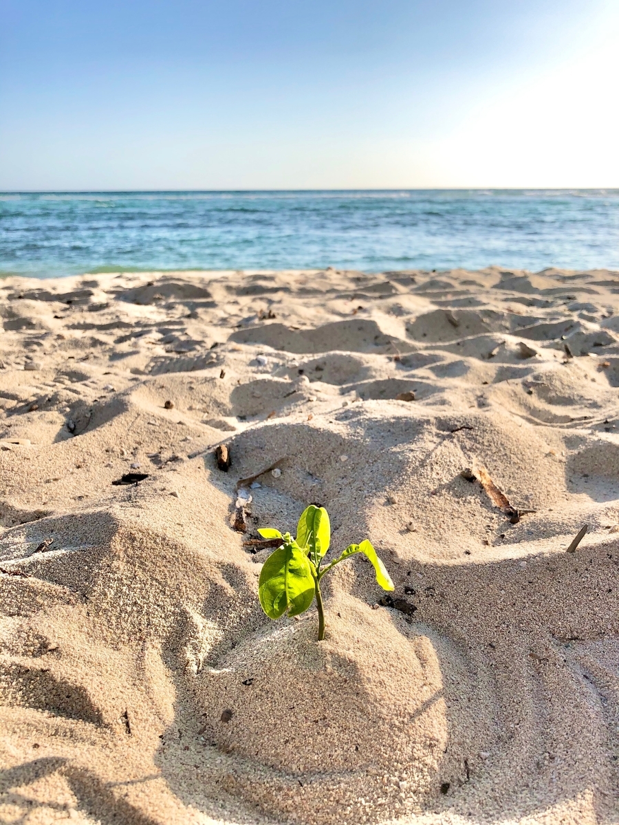 f:id:mexicoi:20191228221926j:plain