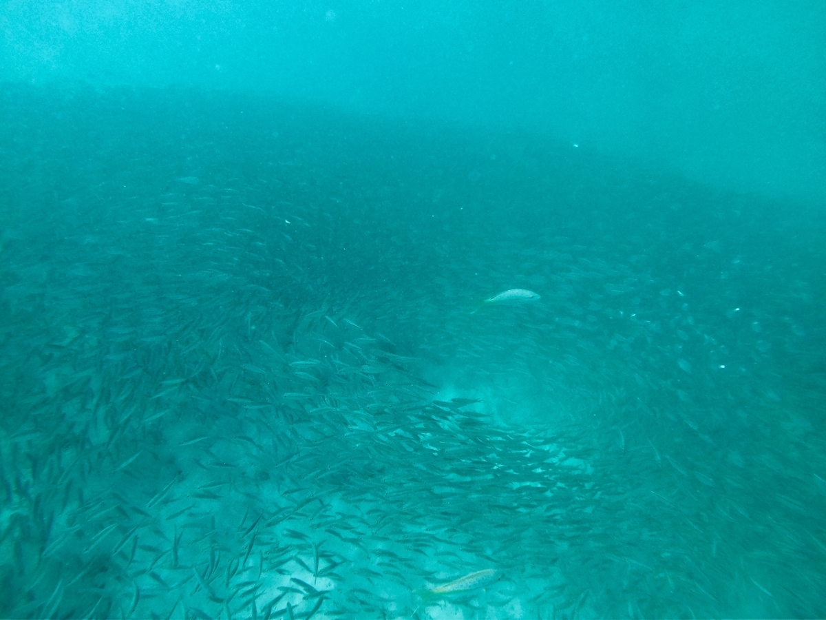 f:id:mexicoi:20191230164151j:plain