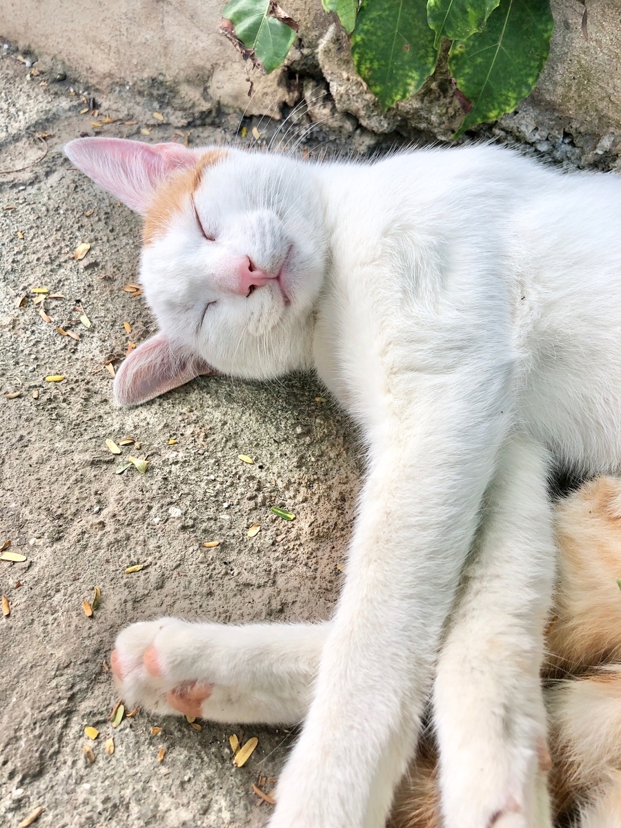 f:id:mexicoi:20200105205019j:plain