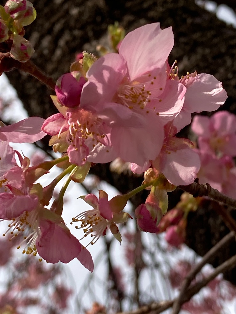 f:id:meymon:20260228084222j:image