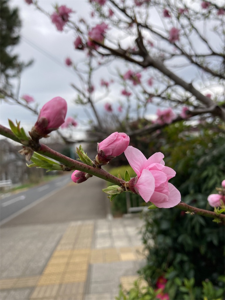f:id:meymon:20260331122419j:image