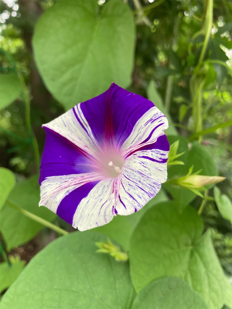 f:id:meymon:20260805103358j:image