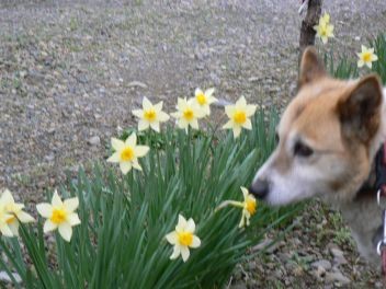 f:id:mezala:20100407061747j:image