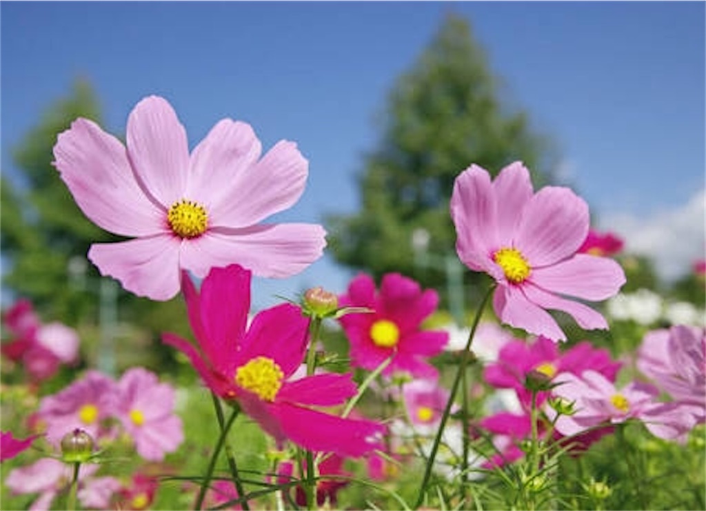 f:id:mezzopianochan:20201024002557j:image