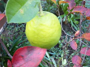 f:id:mf-fagott:20061204150358j:image f:id:mf-fagott:20061204150358j:image