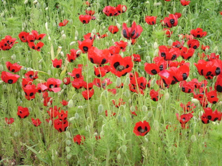 f:id:mf-fagott:20090504101608j:image f:id:mf-fagott:20090504101608j:image