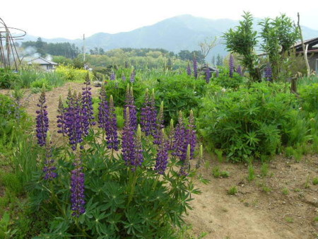 f:id:mf-fagott:20090504102543j:image f:id:mf-fagott:20090504102543j:image