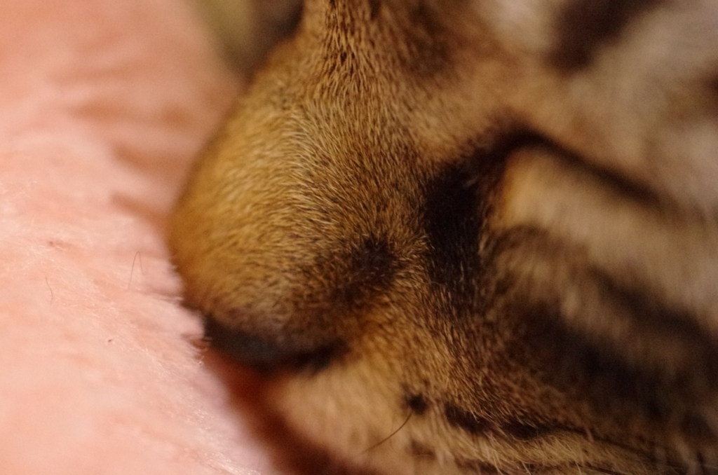 f:id:mfcats:20170725002815j:plain f:id:mfcats:20170725002815j:plain