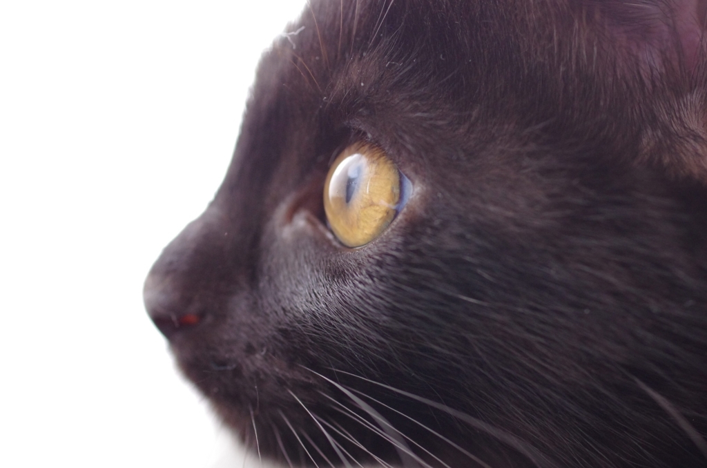 f:id:mfcats:20170725003141j:plain f:id:mfcats:20170725003141j:plain